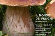 Il colorato mondo dei funghi