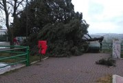 Montescaglioso, il vento abbatte un albero presso la villa Belvedere