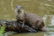 Parco Murgia Matera: confermata presenza della lontra in area del torrente Gravina